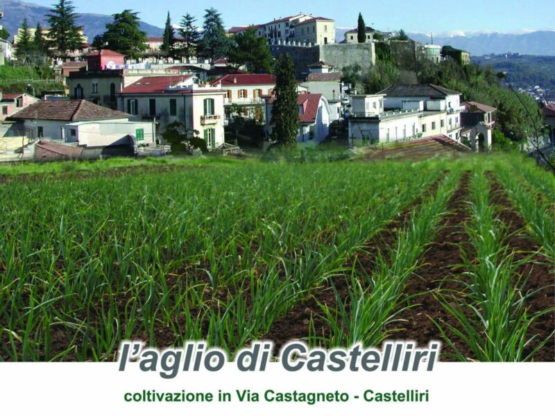Lire la suite à propos de l’article L’ail rouge de Castelliri